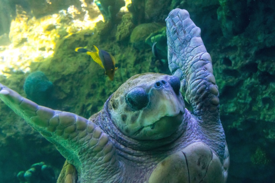 Turtle under vandet, vand, dyr, havet, svømning