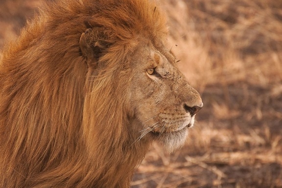 sư tử, động vật, mèo, động vật ăn thịt, động vật hoang dã