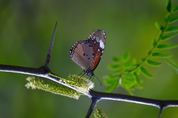 nature, plant, branch, butterfly, insect