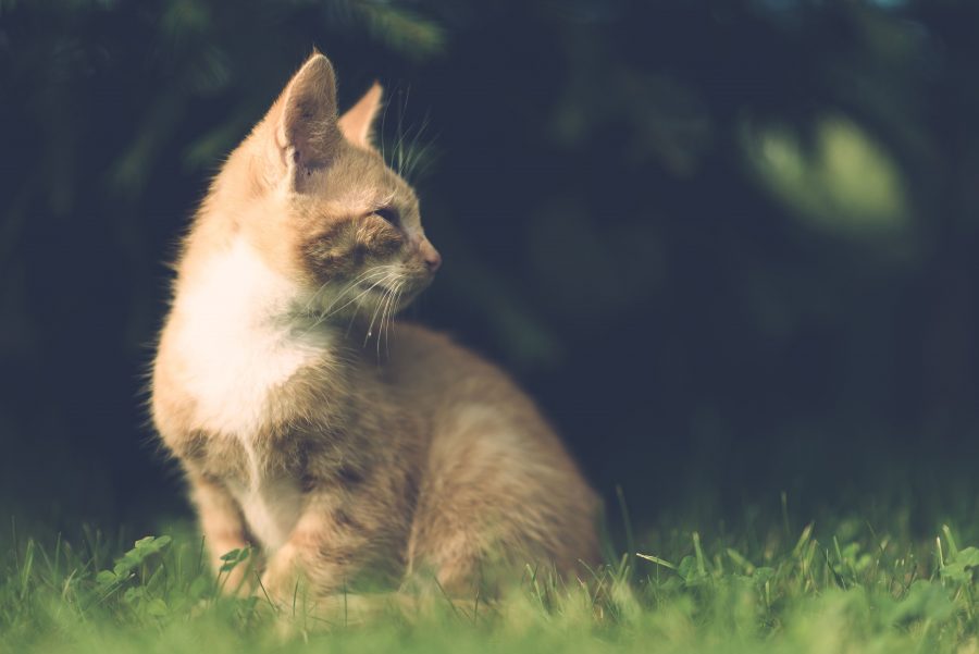 フリー写真画像 かわいい 動物 国内の猫の毛皮 庭 草 キティ