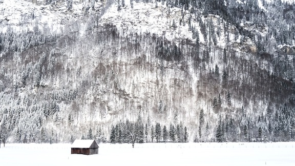 cabină, rece, îngheţ, congelate, vreme, iarna, padure