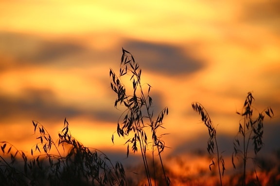 landscape, silhouette, wheat, field, sun