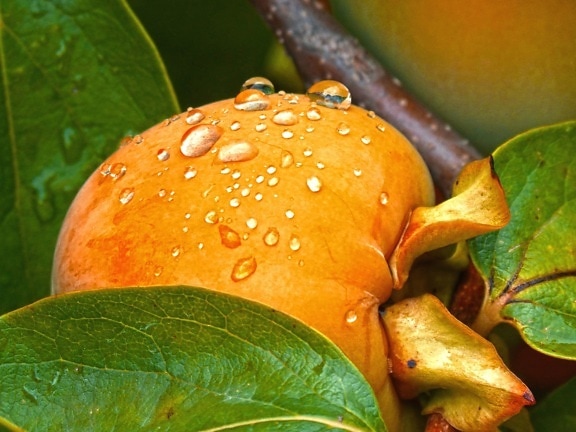 persika, orchard, regn, sommar, vattendroppar, mat, frukt, trädgård