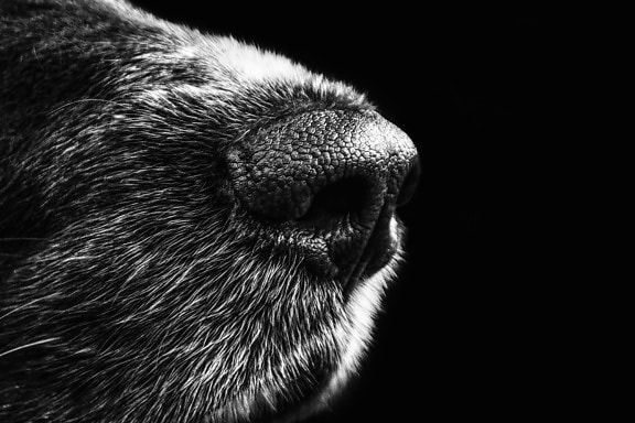 собака, мех, животных, нос, ноздри