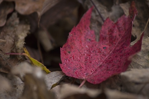 Thiên nhiên, nước xuống, màu đỏ, maple leaf