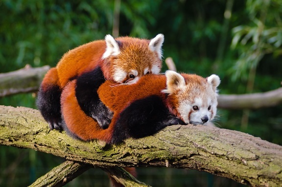 red panda, tree, branch, wildlife, wood, animal