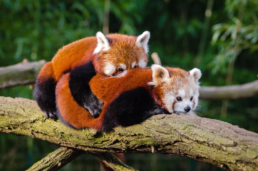 Rode panda, boom, tak, wilde dieren, hout, dier