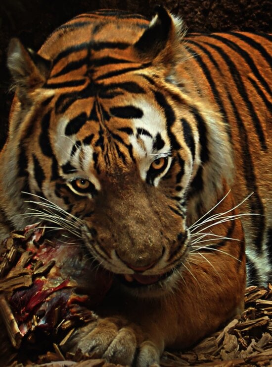tiger, wild, animal, angry, hunter, jungle