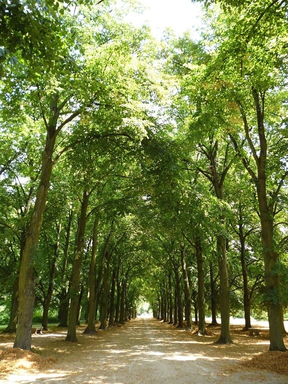 dreva, lesnej ceste, Les, listy, park