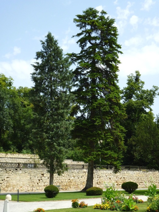 árbol de conífera, cielo, flores, pared, pasto, senderos