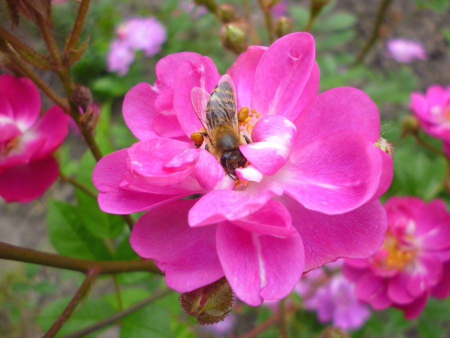 honey bee, bee, insect, flower, petals, pollination