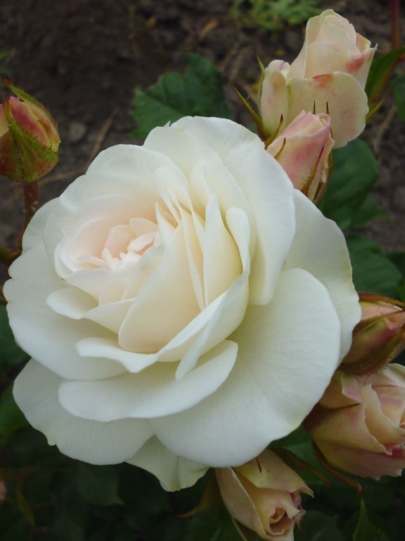 rosa bianca, gemma, fioritura, fiori, petali