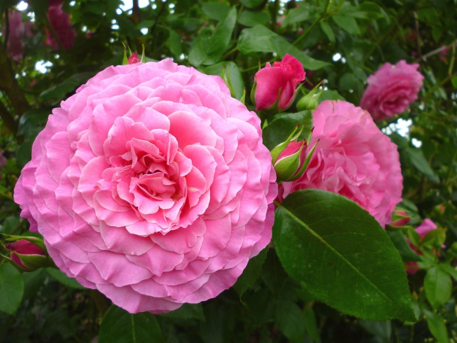 Hortensia, roze, bloem, Tuin, bloei, blad