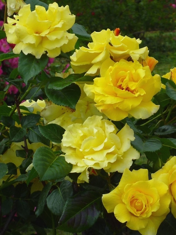 жовтий rose квітку, цвітіння, зеленим листям, весна