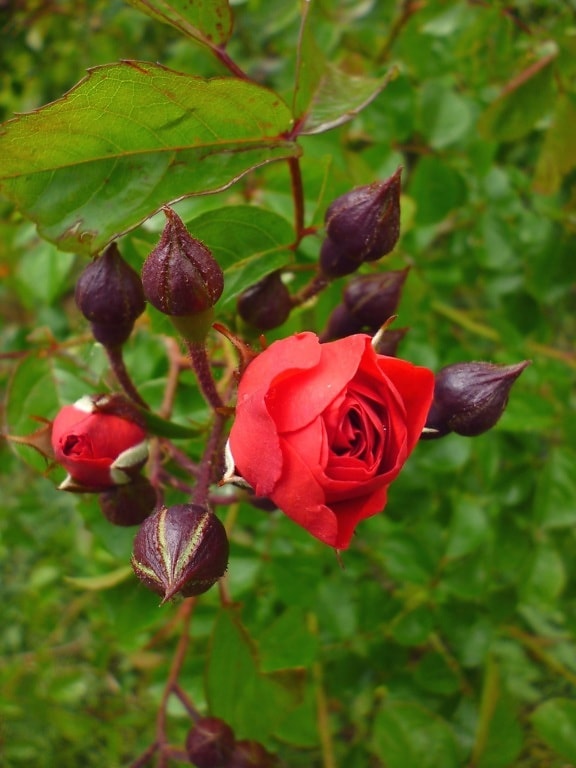 rosa roja, brote, floración, primavera, pétalos