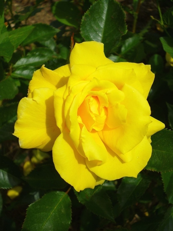 κίτρινο, ύπερο, rose, πέταλα, άνοιξη, λουλούδι, ανθοφορίας
