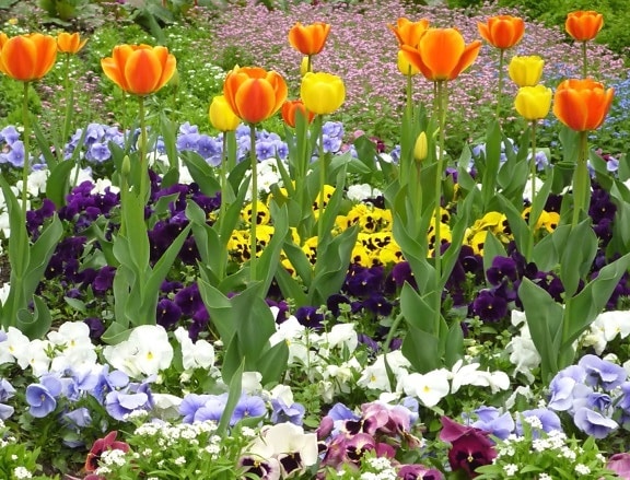 wiosna, tulipany, kwiat, kwitnących, liść