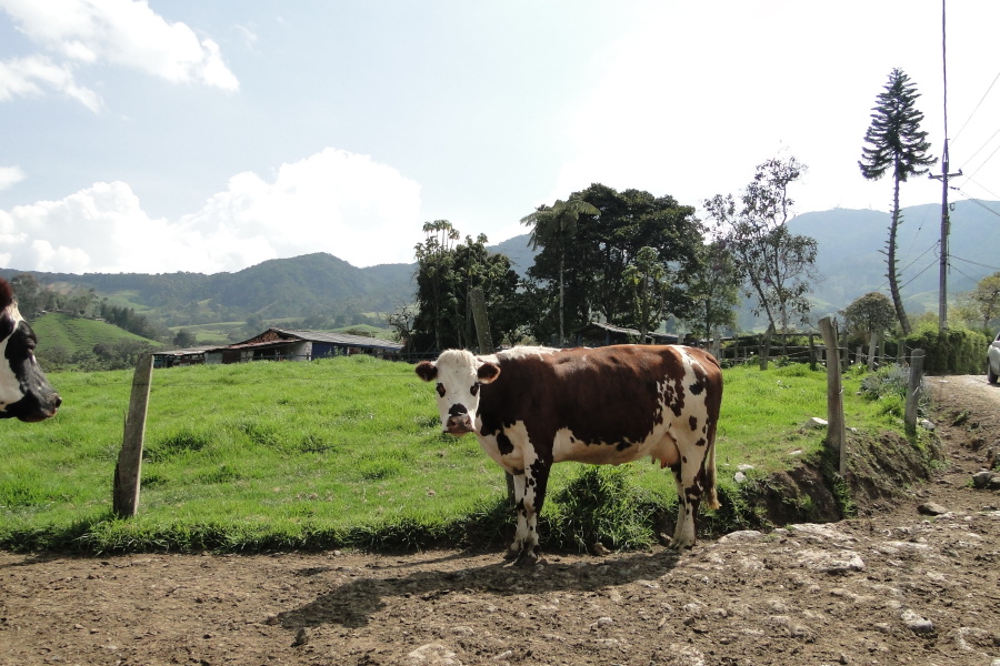 tehén, vidéki, gazdaságban, állat, szarvasmarha