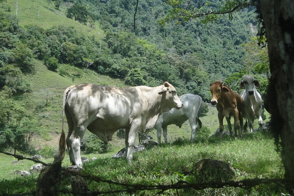 cows, grazing, cattle, farm, green grass