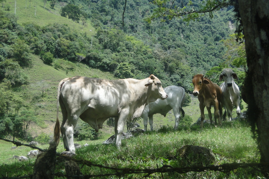 las vacas de pastoreo, ganado, granja, hierba verde