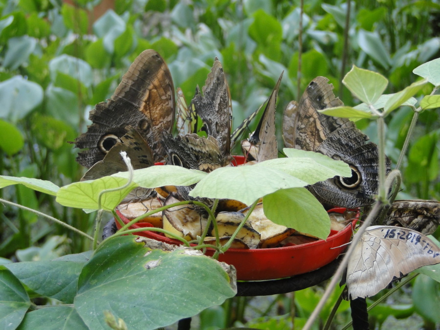 蝶、給餌、緑の草、昆虫、