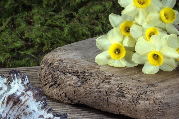 summer, texture, wood, daffodils, decoration, flowers, garden