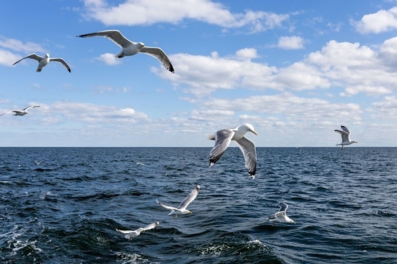 seagull, bird, flock, water, cloud, fly, horizon