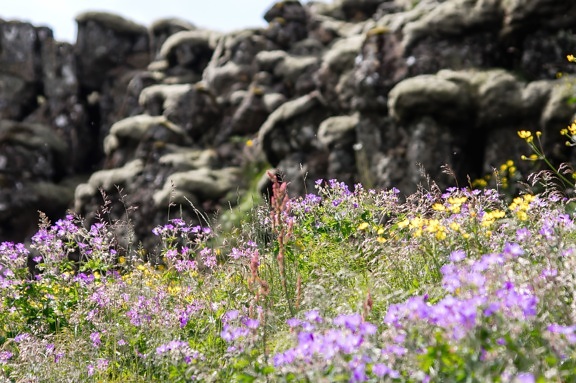 flowers, rocks, formation, summer, sunny, grass, landscape