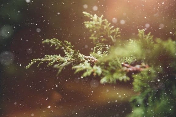 flocos de neve, árvore de abeto, inverno, plantas, neve