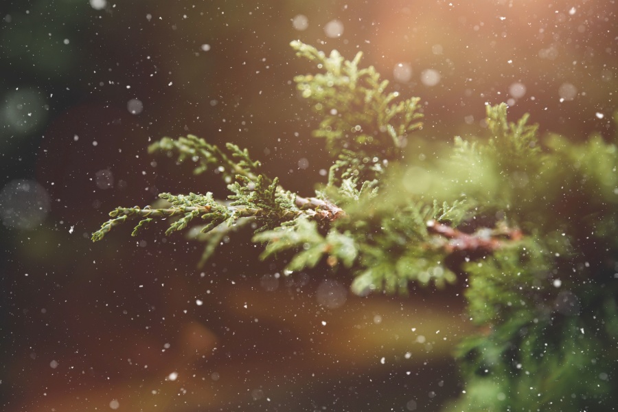 snowflakes, spruce tree, winter, plant, snow