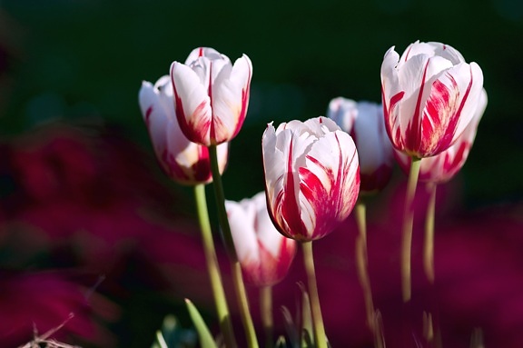 wiosna, tulipany, bloom, flora, natura, kwiaty