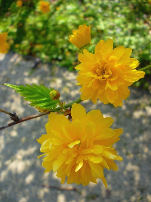 κίτρινο, λουλούδι, ανθοφορίας, κλαδιά, φύλλα, γρασίδι