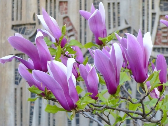 Magnolia, gałąź, kwiat, drzewo, płatki