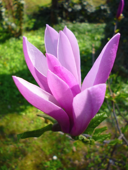 Magnolia, natuur, Tuin, tak, bloem, bloemblaadje, bloesem