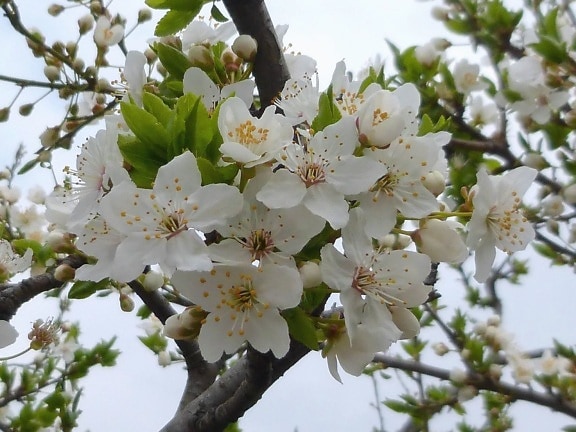 kirsebærtræ, blomst, gren, blossom, forår