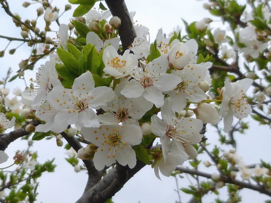 blomma, blomning, gren, körsbärsträd, våren