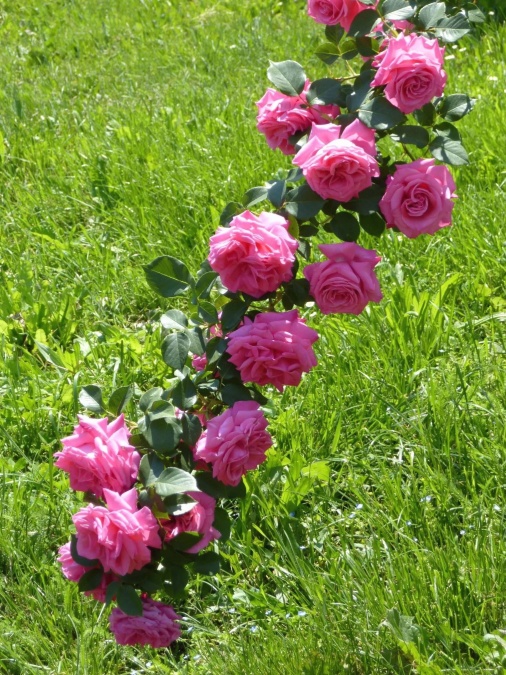 草, 自然, 庭院, 玫瑰色, 春天, 花, 开花
