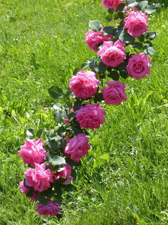 трава природи сад, троянда, весна, квітка, цвітіння