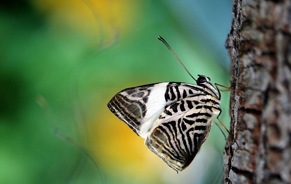Бабочка, насекомые, природа, крыло, дерево
