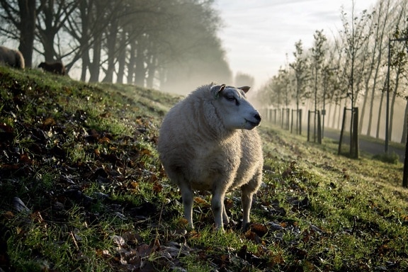 草, 自然, 绵羊, 羊毛, 动物