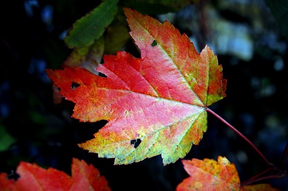 mùa thu, thực vật, lá, màu sắc, rừng