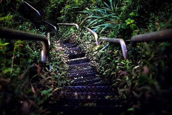 garden, grass, leaves, forest, stairs, jungle, tree, water, wood