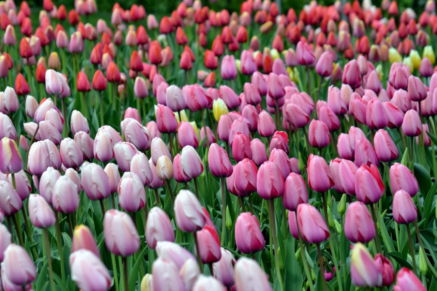 Verano, tulipán, farden, floración, flores, flor