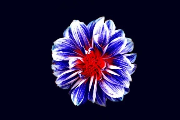 flower, dark, photomontage