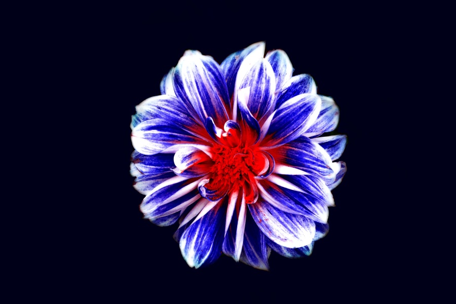 kwiat, ciemny, fotomontaż