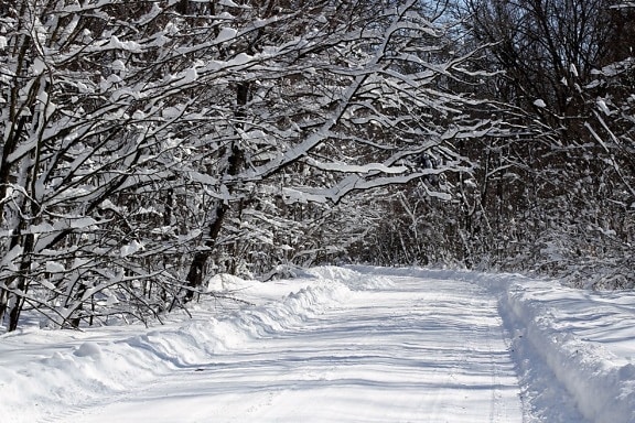 frozen, road, snow, tree, weather, winter, wood