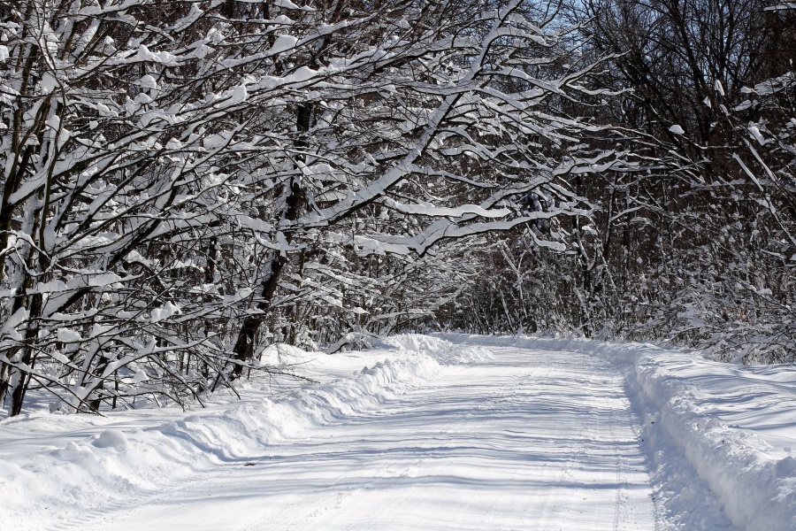 frozen, road, snow, tree, weather, winter, wood