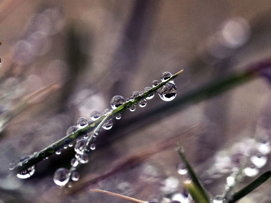 water,water drops, wet, freshness, grass, green, leaf, liquid