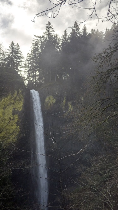 Arbre, eau, cascade, bois, branches, brouillard, forêt, paysage
