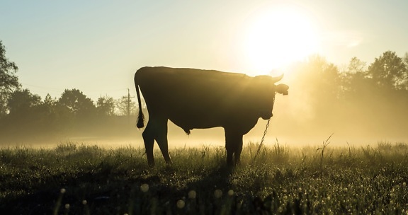 pašnjak, krava, poljoprivreda, životinje, bik, stoke, seoski, silueta, ljeto, sunce